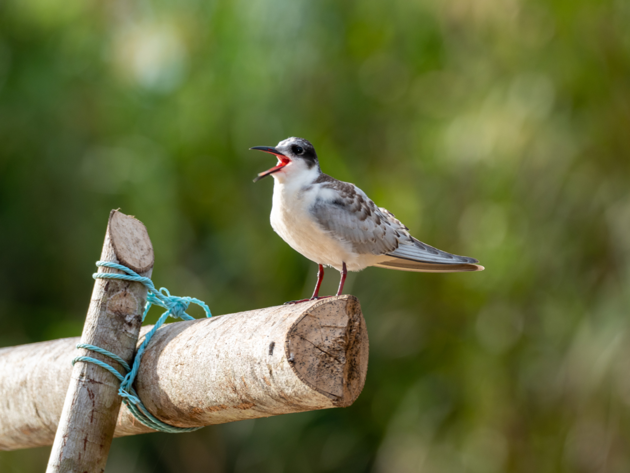 Whiskered Tern